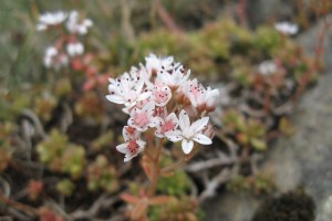 sedum villosum (1200 x 800)